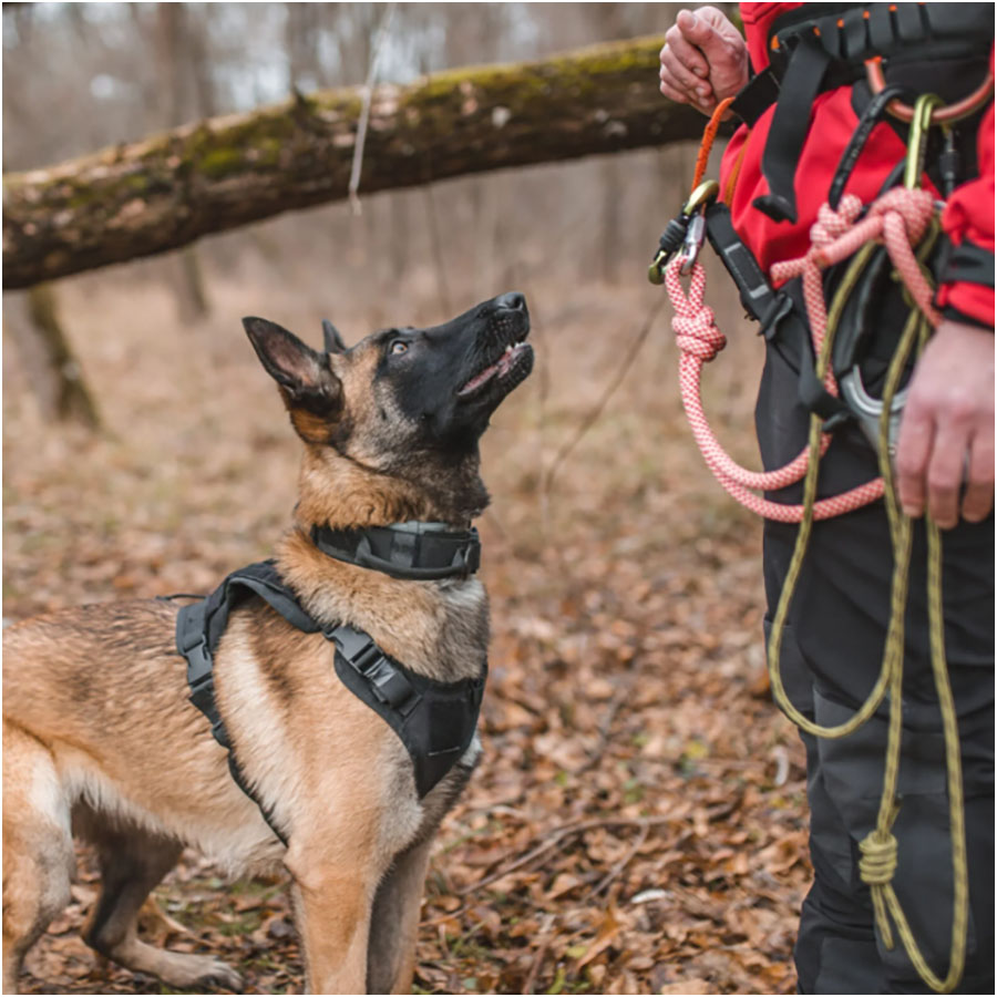 Search and Rescue - K-9